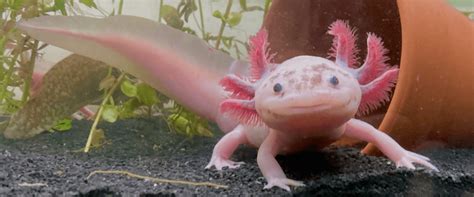 axolotl fish|Axolotl Care .